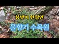 봄맞이 한창인 '물향기 수목원' 풍경