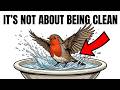 Why Birds Really Bathe in Your Yard (It Has Nothing to Do With Being Clean)