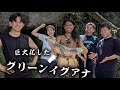 巨大イグアナハントに視聴者連れて行ったらエグい結末になった