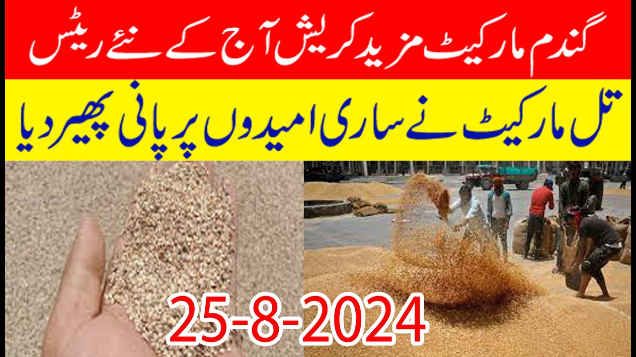 Today new wheat rate 2024| Today latest wheat/till rate punjab pakistan ...