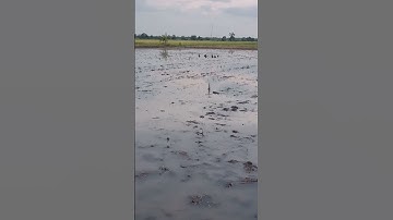 cara menerangkan pemasangan jaring belibis berbagi trik teori #jangkauanluas @sorotan