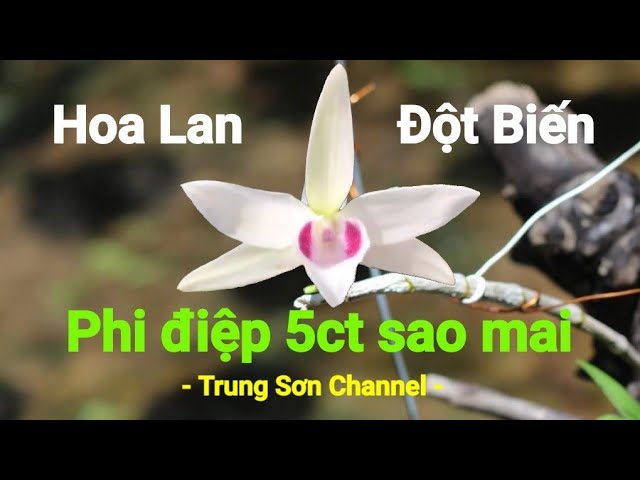 Lan phi điệp đột biến 5 cánh trắng Sao mai (giả hạc 5ct) Lan phi điệp đột biến 5 cánh trắng Sao mai (giả hạc 5ct) #1