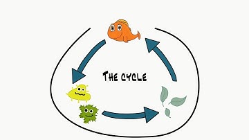 Learn How Aquaponics Works! K-12