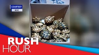 Over 1,500 live turtles seized at NAIA