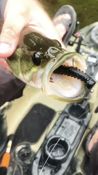 Ned Rigging the Strike King OCHO FTW!