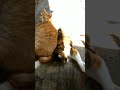 出かけようとしたら目の前に⁉️ #cat #ねこ #猫のいる暮らし #なかにわ荘