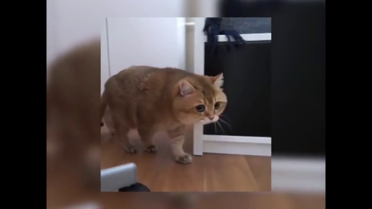 Video Kucing lucu dan menggemaskan #1 