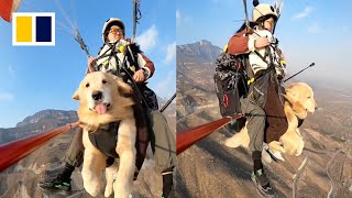 Chinese woman paraglides with golden retriever, sparking concern