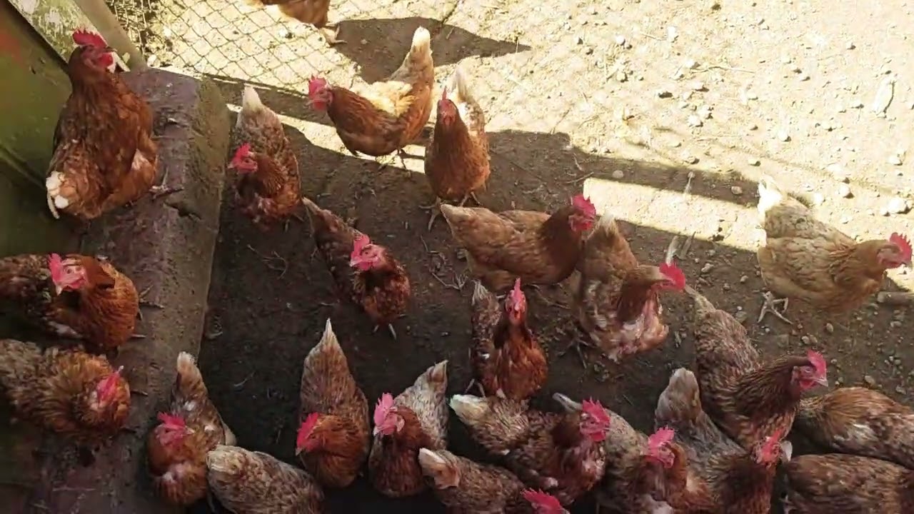 Chickens - YouTube