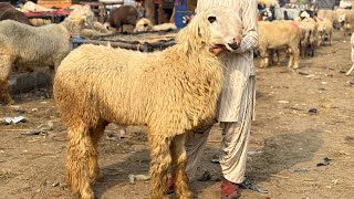 Mundre Chatre Katu Maal Turkey Dumbe Lahore Mandi Shahpur Kanjra