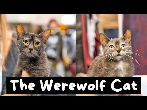 13 Things You Should Know Before Getting a Lykoi Cat (The Werewolf Cat) | The Cat Butler