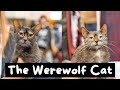13 Things You Should Know Before Getting a Lykoi Cat (The Werewolf Cat) | The Cat Butler