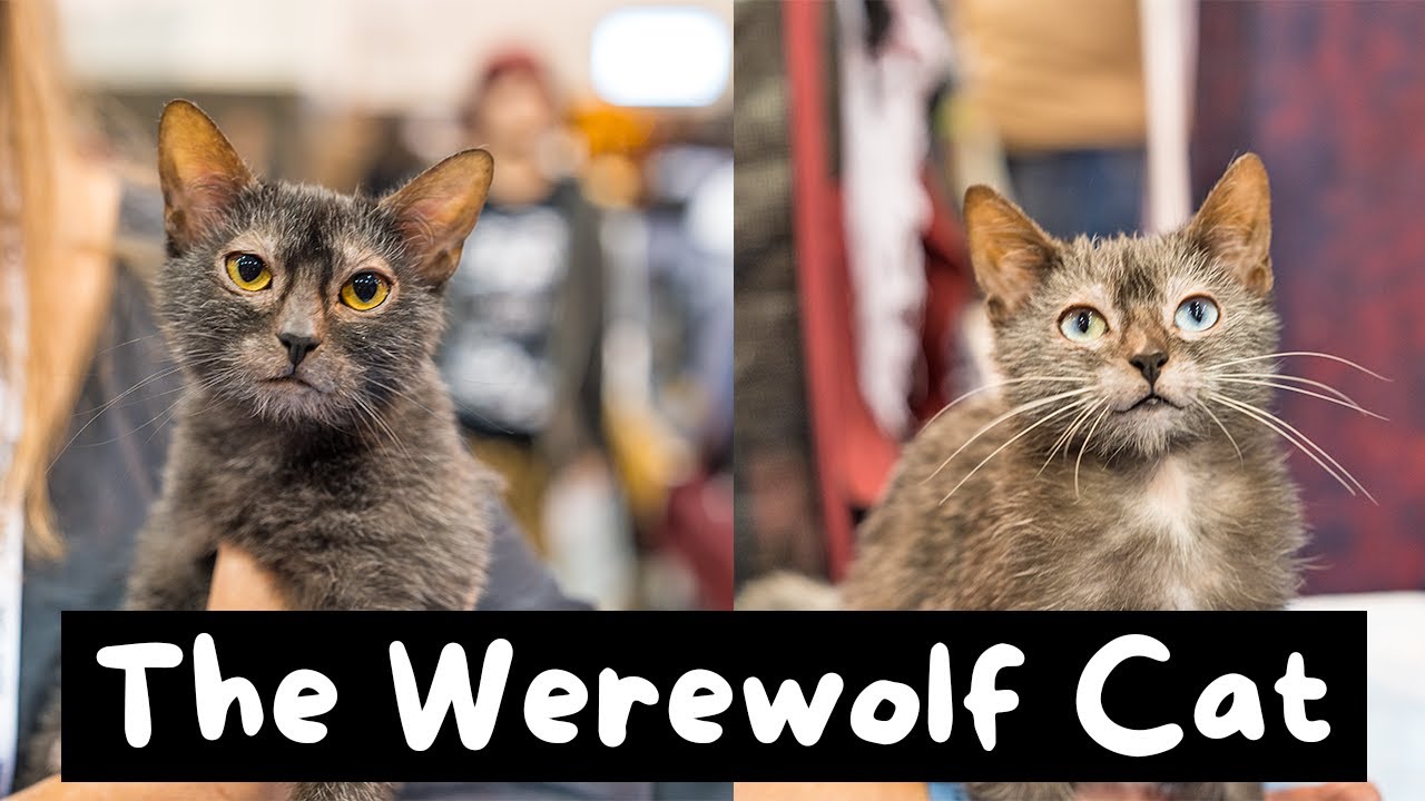 THE WOLF CAT - The Lykoi - YouTube