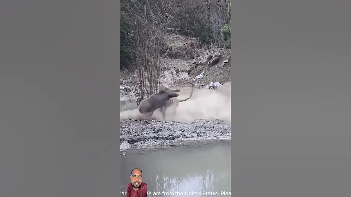 🐗🐅Top predator- Tiger and boar#nature#wild#boar #wildlife #animals #tiger #lion #trending #shorts