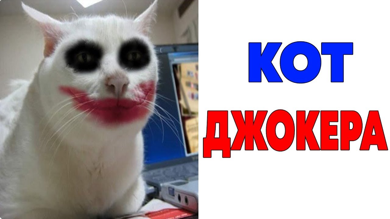 Cat 2, Electric Bugaloo Stray #2 - YouTube