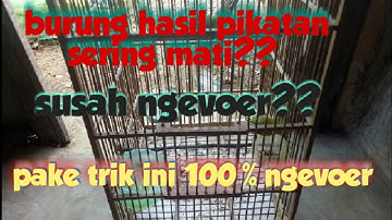 perawatan burung sirtu ombyokan biar gak mati,cara cepat bikin burung bahan pur total.