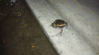 Cute Desert Rain Frog 🐸 | The World’s Cutest Angry Sound" ✅