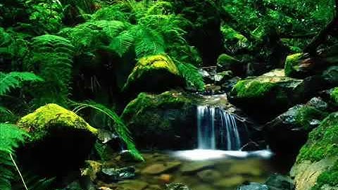 القارئ نايف السالم  تلاوة من سورة فصلت#روائع_التلاوات