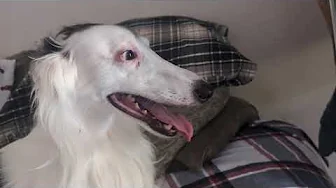 Borzoi Puppy lost her Teeth!