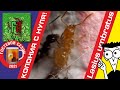 Муравьи Lasius umbratus/ КОЛОНИЯ с НУЛЯ! + Рецепт простой муравьиной фермы.