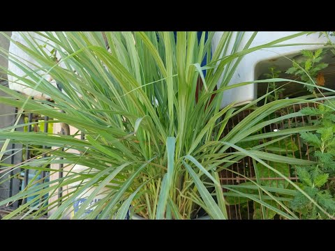 🍁🦋🔥 LEMONGRASS 🍰🦋🍁CYMBOGONAN CITRATUS🔥🦋🍁AROMIC HERB🔥🦋🍁MUSIC DISCO REMIX🔥