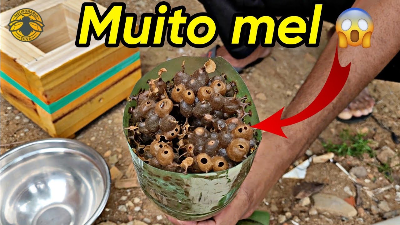 TRANSFERÊNCIA DE ABELHA JATAI COM BASTANTE MEL🍯(Essa genética é top)