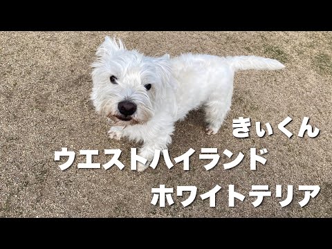 ベスウィック　ウェスティ　ウエスト・ハイランド・ホワイト・テリア　フィギュリン ladylotus.westies • Instagram photos and videos