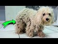 This dog was in horrible condition before we gave him a groom