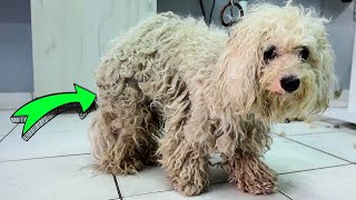 This Dog Was In HORRIBLE Condition Before We Gave Him a Groom