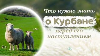 Что нужно знать о Курбане перед его наступлением