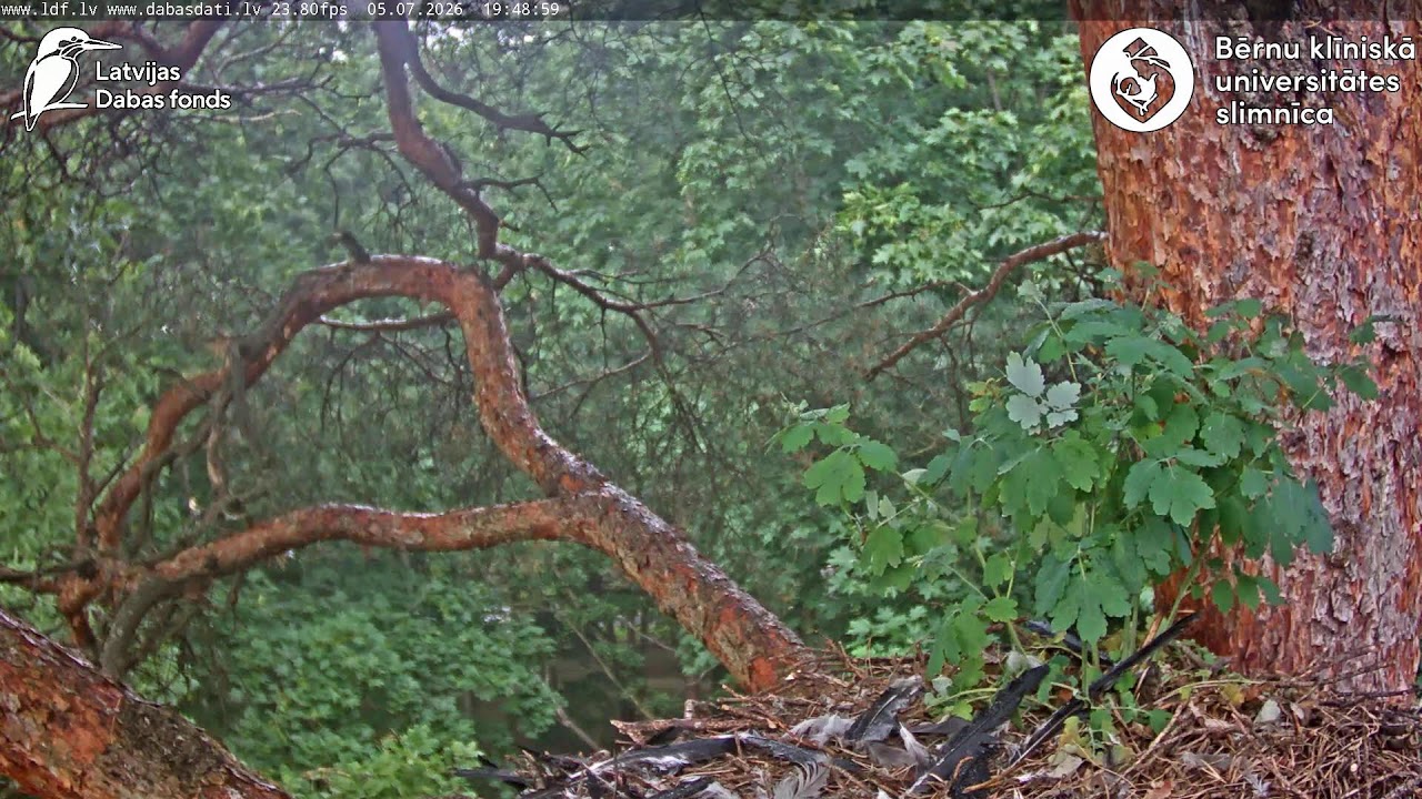 Goshawk nest two — provider preview