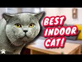 Are British Shorthair Cats Best Kept As Indoor Pets?