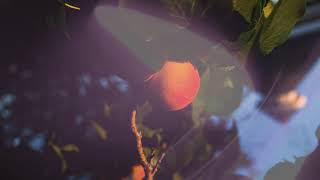 Sara Diamond - Baby Lyric Video