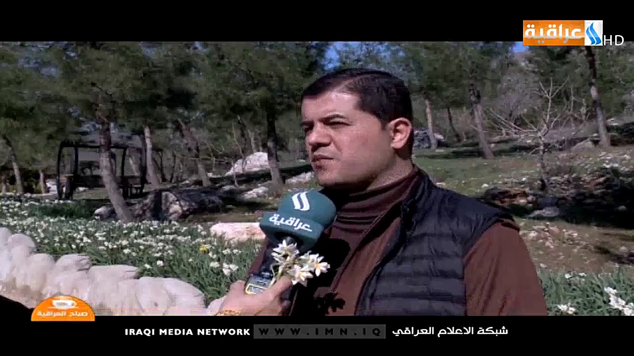 تقرير ازهار السلطاني | زهرة النرجس - اكسير الربيع في جبال كردستان العراق