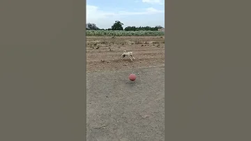 Best Footballer Dog Shortfeeds 