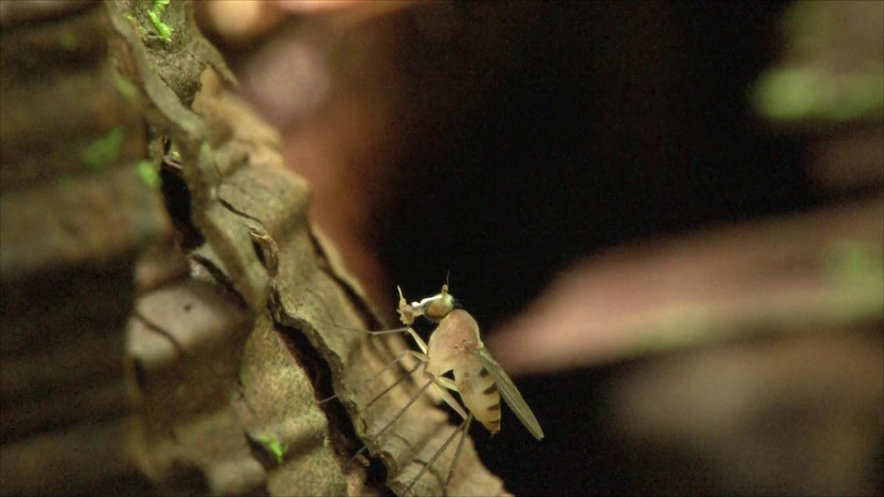 ハエがトビムシを襲食 Fly attack Springtail
