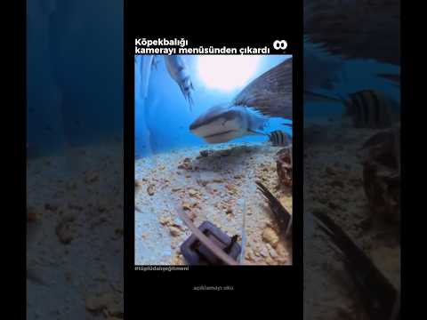Köpekbalığı Kamerayı Menüsünden Çıkardı