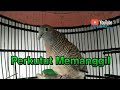 Perkutut Memanggil Bagus Buat Pikat Pancingan Mp3 - Mp4 Download