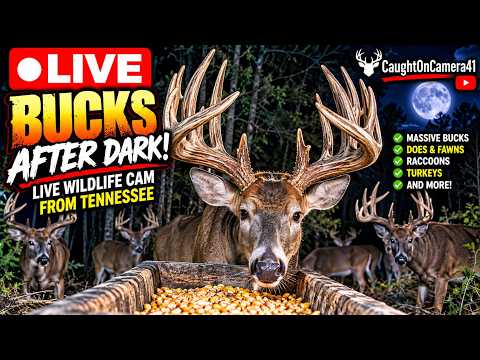 Woodland Deer Cam — Tennessee