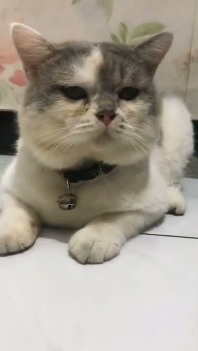 awas kalo nakal tak totok kamu nanti 😽 || kucing lucu #short