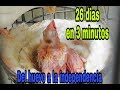 Evolución de las crías de canario 26 dias  resumidos en 3 minutos