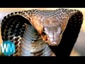 Top 10 TERRIFYING Snakes That Will Probably KILL You