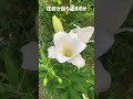 カサブランカ〜百合とカサブランカの違いは?? #花#flowers #百合