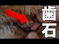 【ゴッソリ】犬の歯石を取ってみた（トイプードルコロ）