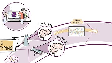 SynapCell - Phenotyping