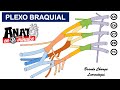 PLEXO BRAQUIAL - Proyecto ANATO EN 10 MINUTOS