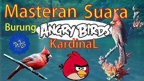 Masteran Suara Burung Kardinal - Angry Bird | #kicaumania #burungkicau