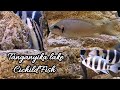 Lake tanganyika african cichlid fish into one aquarium