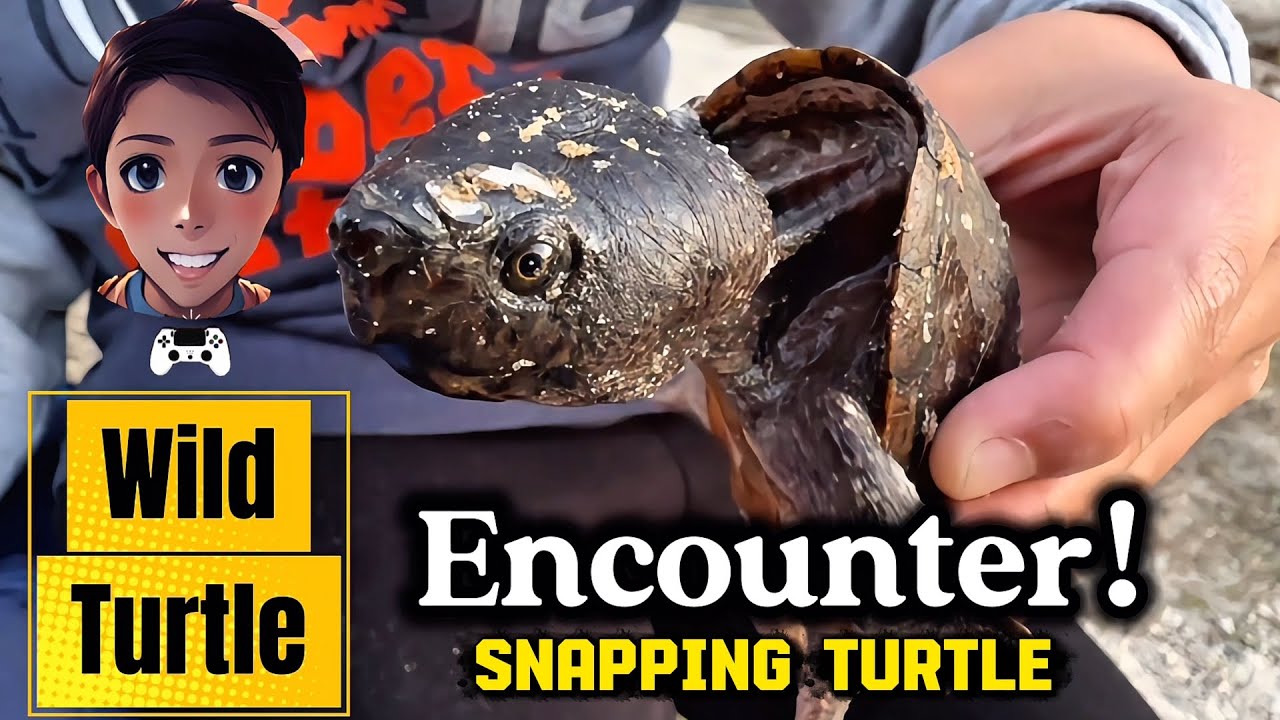 Мы НАШЛИ дикую черепаху! 🐢😱 Она пыталась укусить камеру!