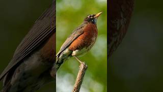 Beautiful Bird Chilling